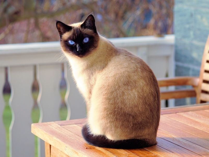 top 10 chats les plus populaires