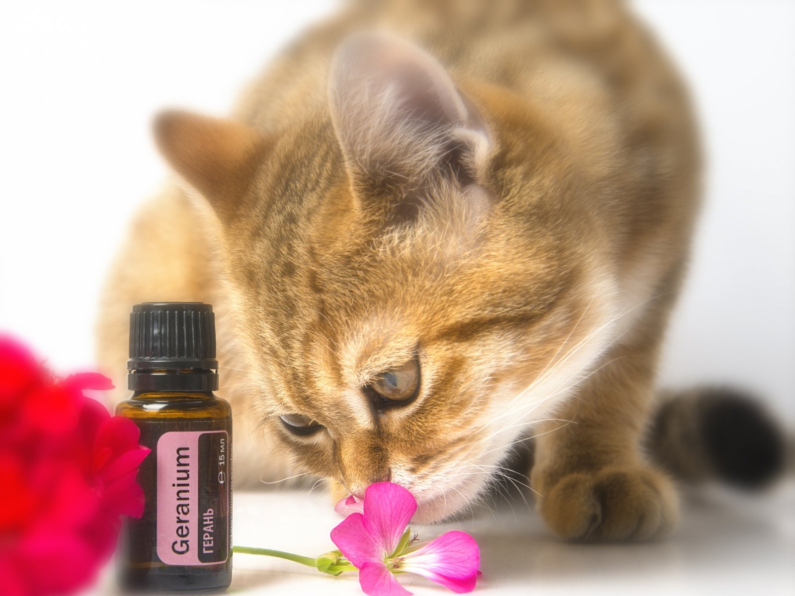 anti puce naturel bicarbonate