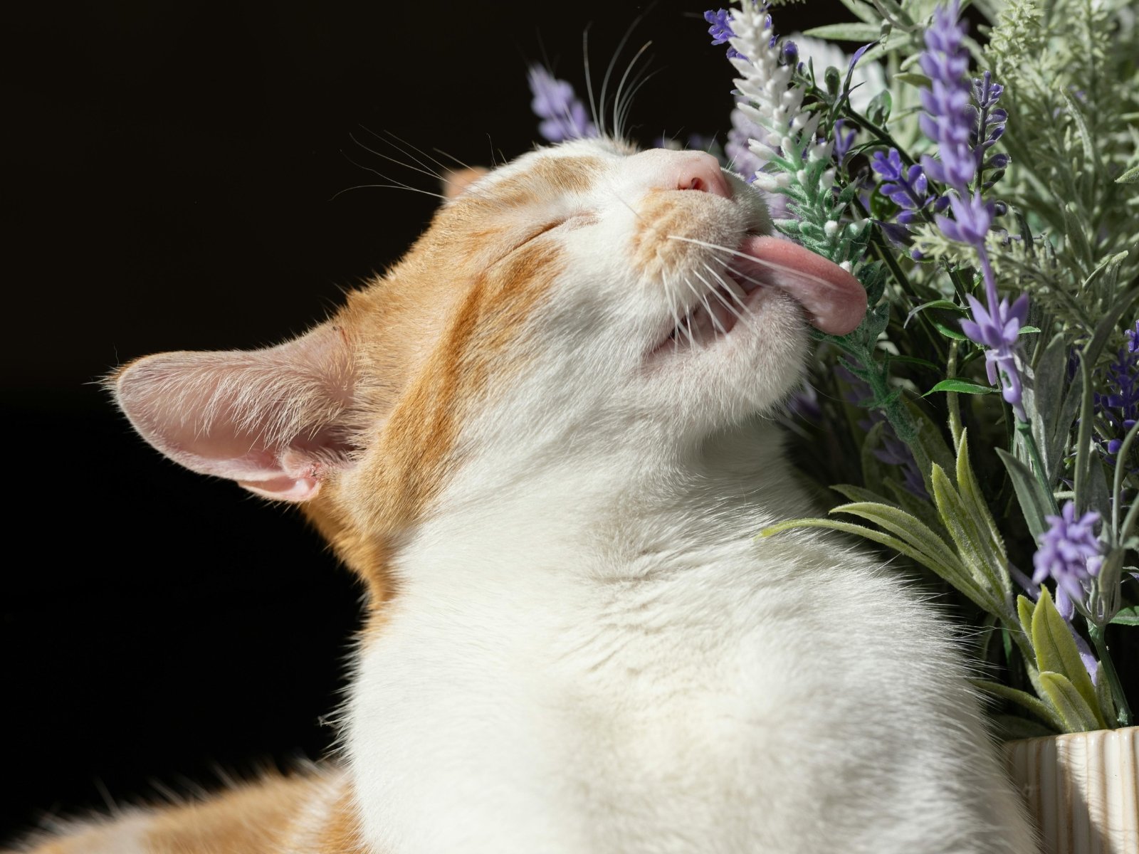 anti puce naturel chat vinaigre