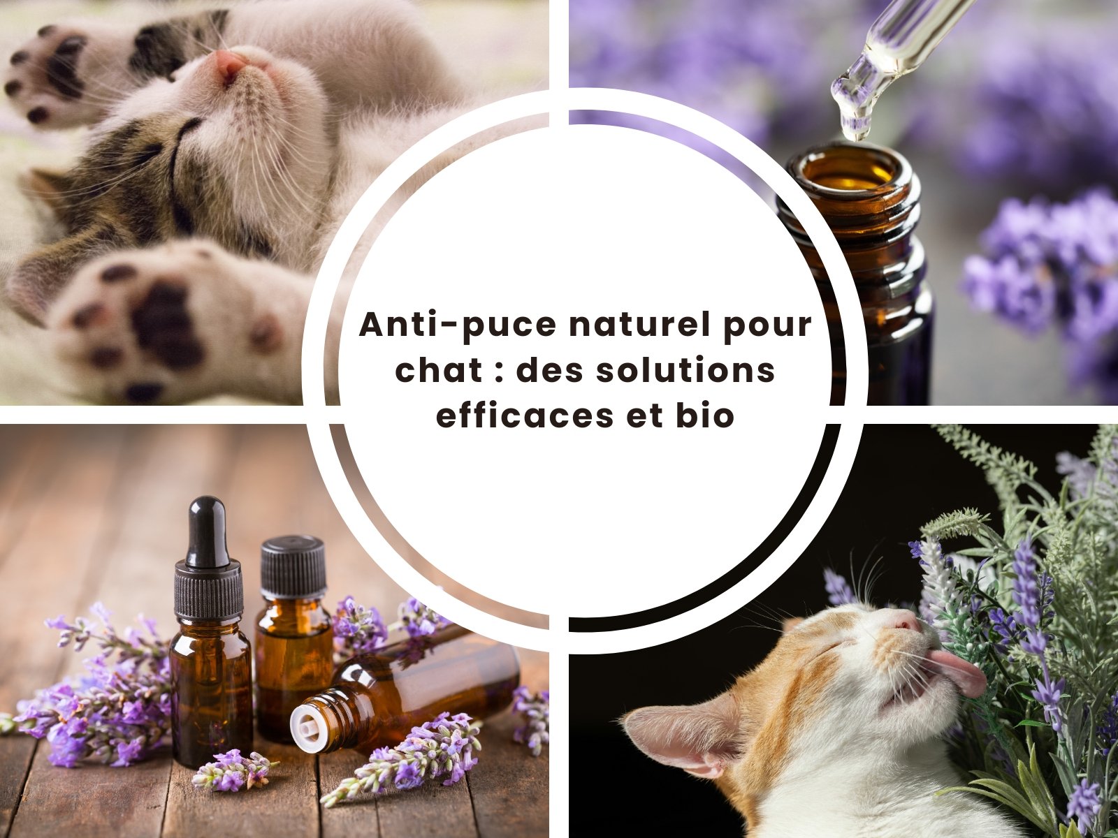 anti puce naturel chat