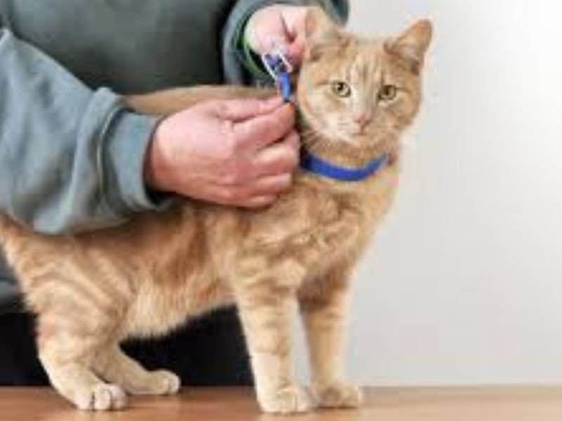 anti puces chat pas cher