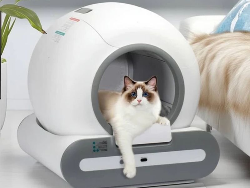 comparatif litiere chat autonettoyante