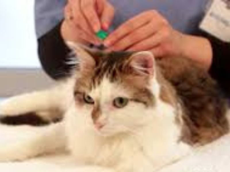 le meilleur anti puce pour chat