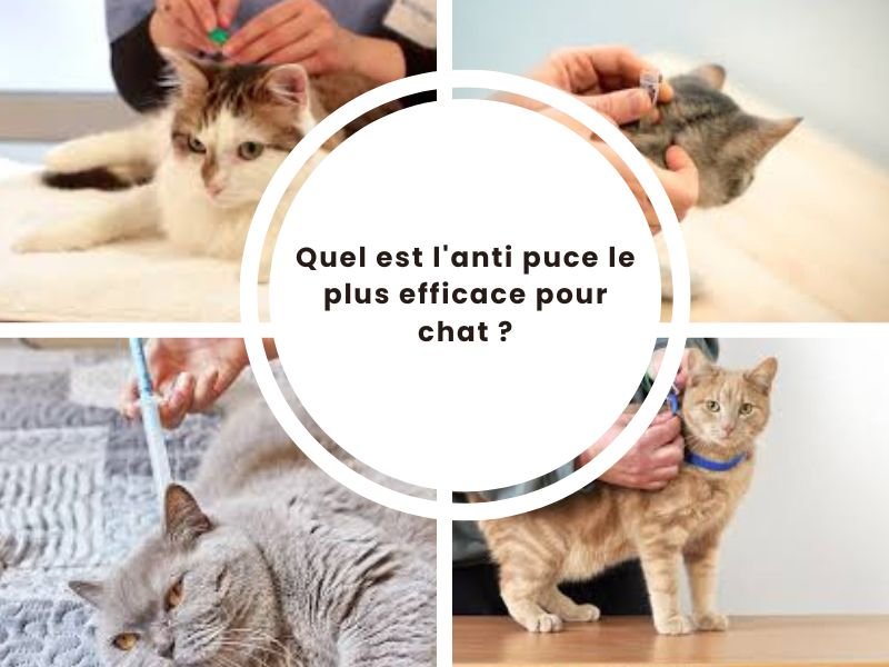 lechatalogue quel est l anti puces le plus efficace pour chat