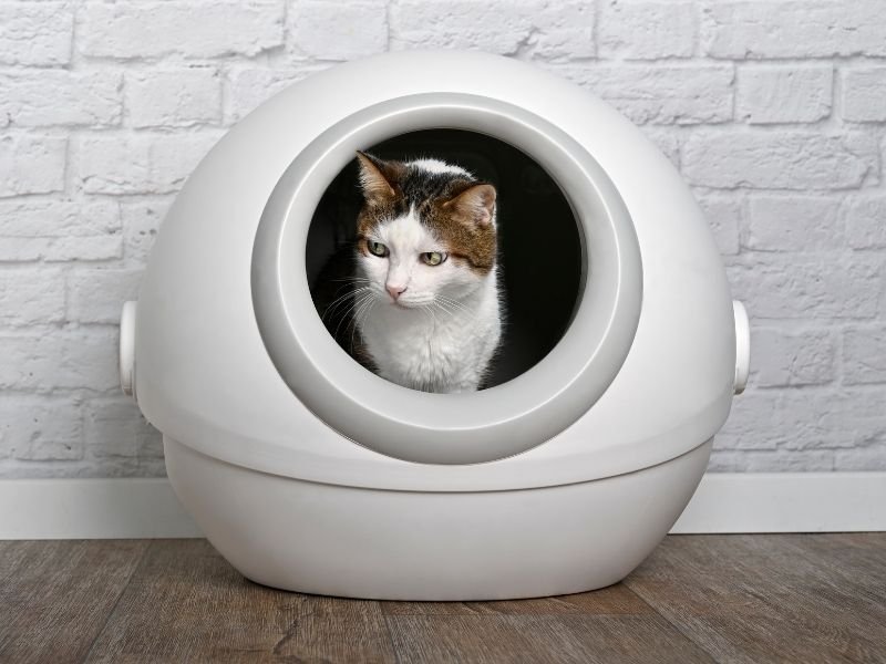 litiere autonettoyante chat pas cher