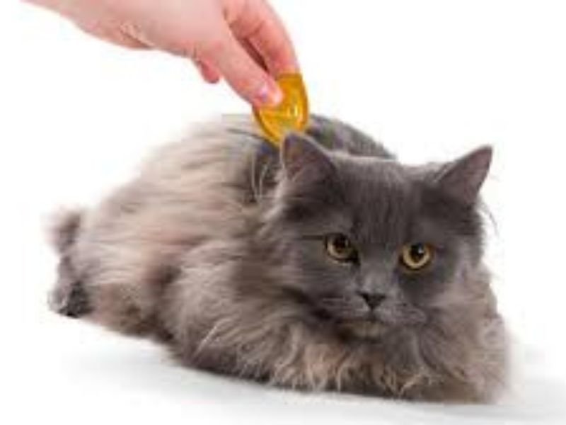 ou on trouve les meilleures anti puces