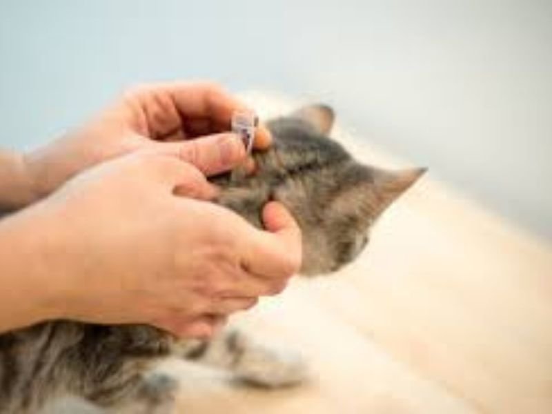 pipette anti puces chat