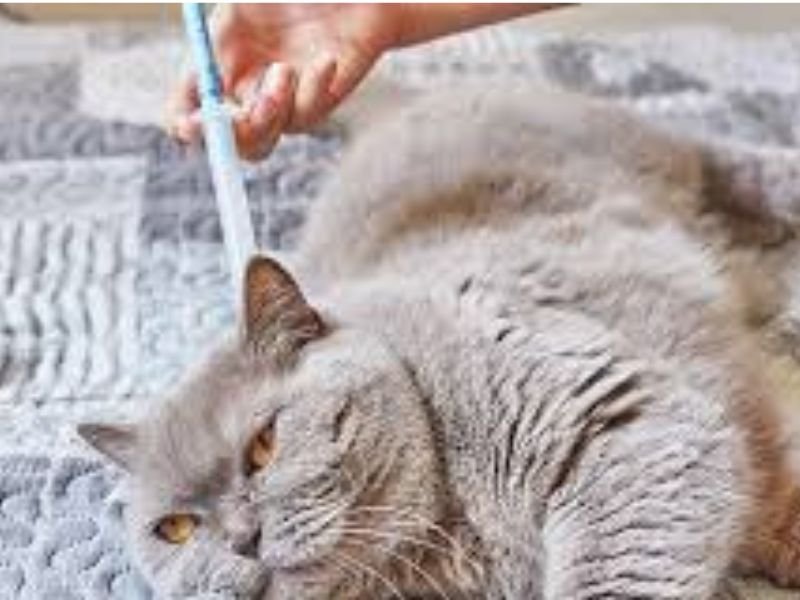 pourqoui les pipettes anti puces sont utiles